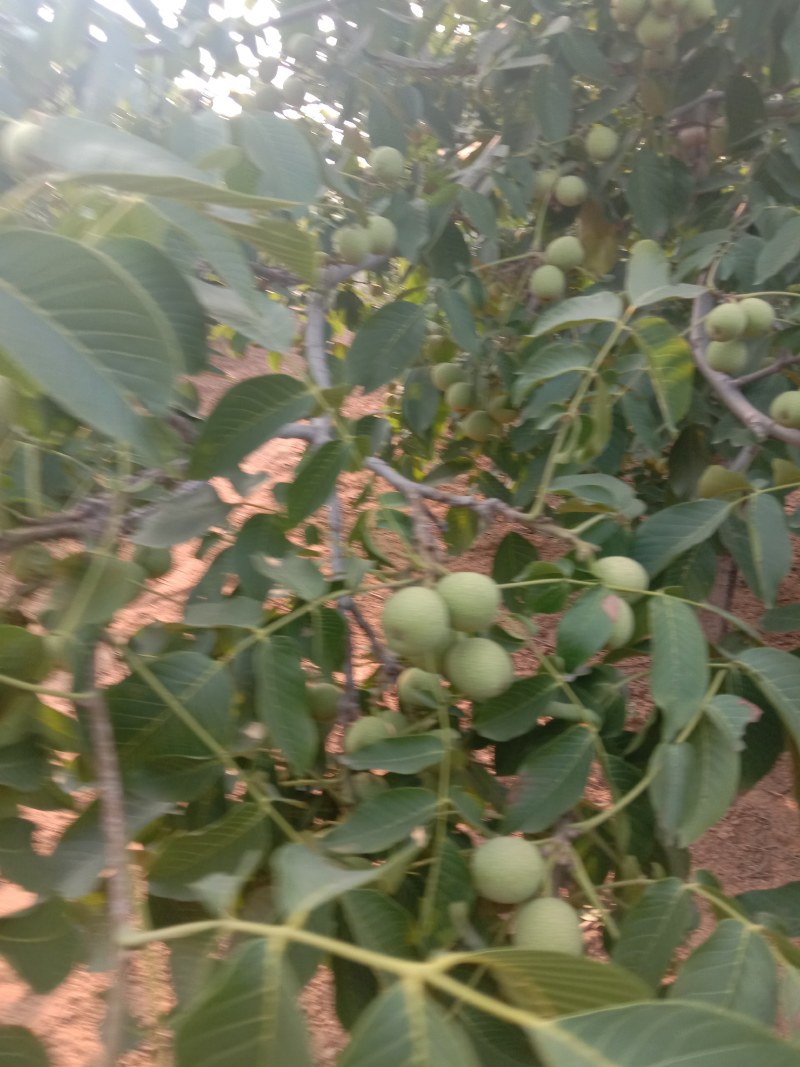 赞皇县青皮核桃以大量上市，有需要的老板找我联系。