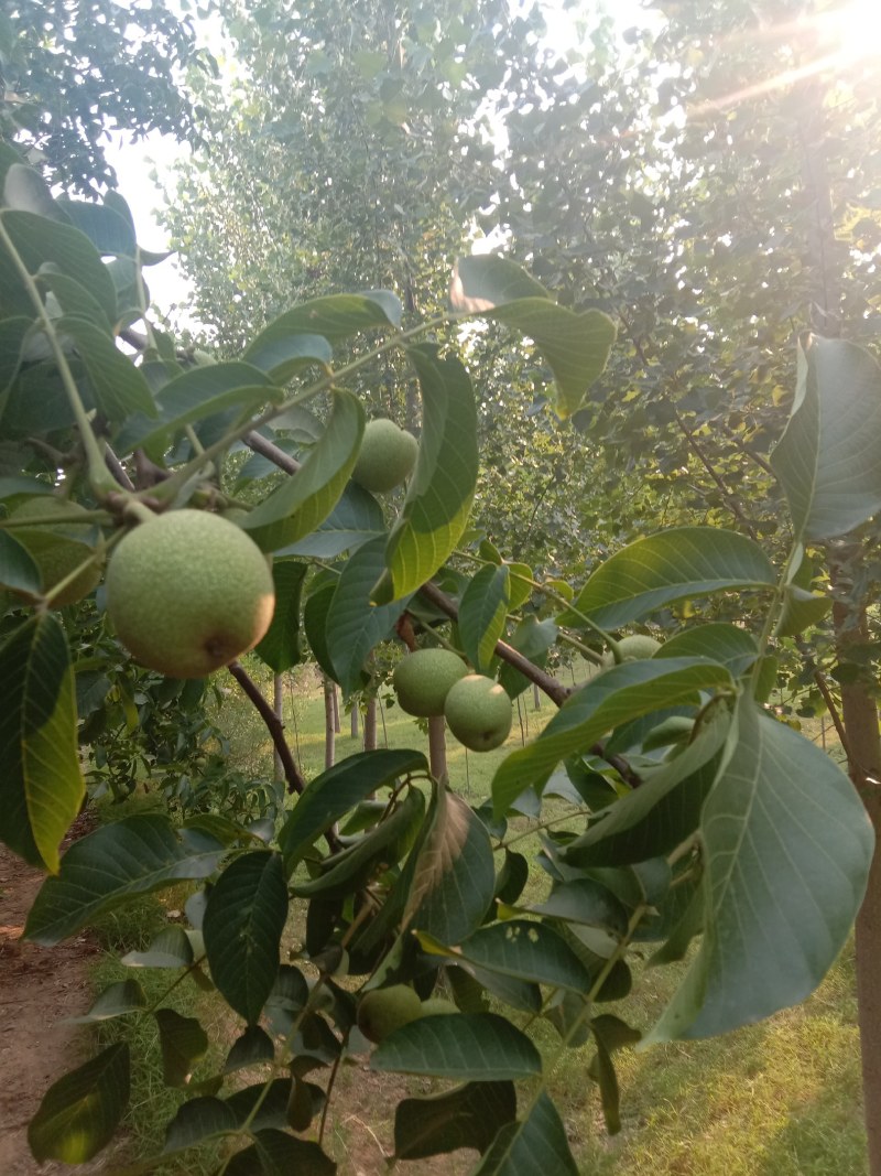 赞皇县青皮核桃以大量上市，有需要的老板找我联系。