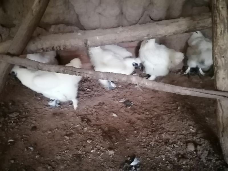 甘肃庆阳“陇桥绿源”纯粮食林下生态散养土鸡