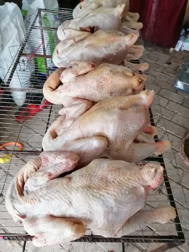 甘肃庆阳“陇桥绿源”纯粮食林下生态散养土鸡