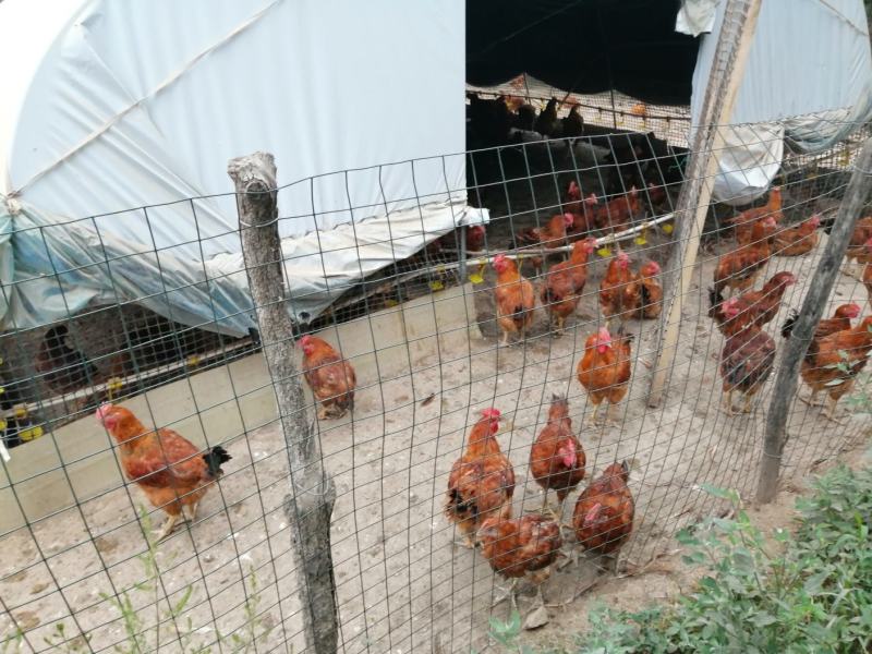 甘肃庆阳“陇桥绿源”纯粮食林下生态散养土鸡