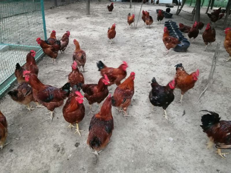 甘肃庆阳“陇桥绿源”纯粮食林下生态散养土鸡