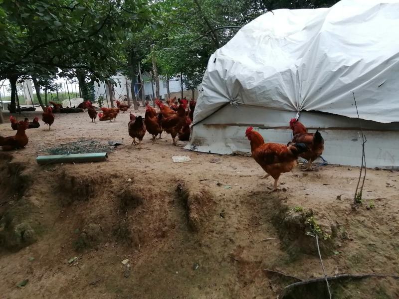 甘肃庆阳“陇桥绿源”纯粮食林下生态散养土鸡