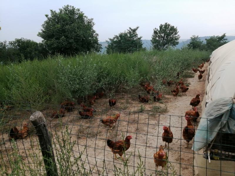甘肃庆阳“陇桥绿源”纯粮食林下生态散养土鸡