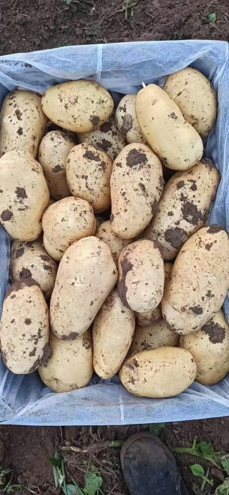 荷兰土豆：颜色个头薯型三优，无腐烂无伤残无青头。