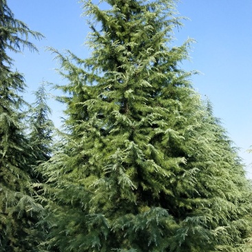 松树陕西雪松，八到十米，规格齐全，现挖现卖，保证质量