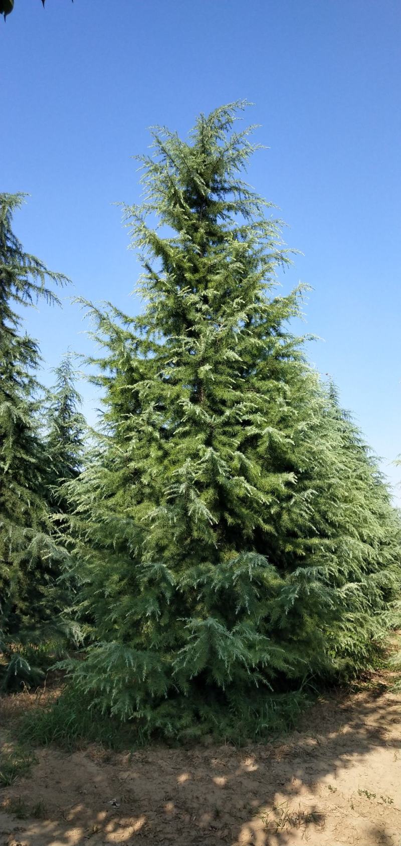 松树陕西雪松，八到十米，规格齐全，现挖现卖，保证质量