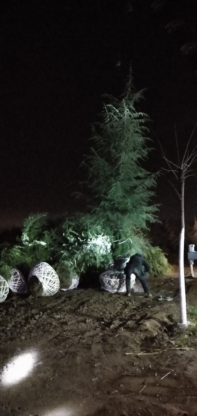 松树陕西雪松，八到十米，规格齐全，现挖现卖，保证质量