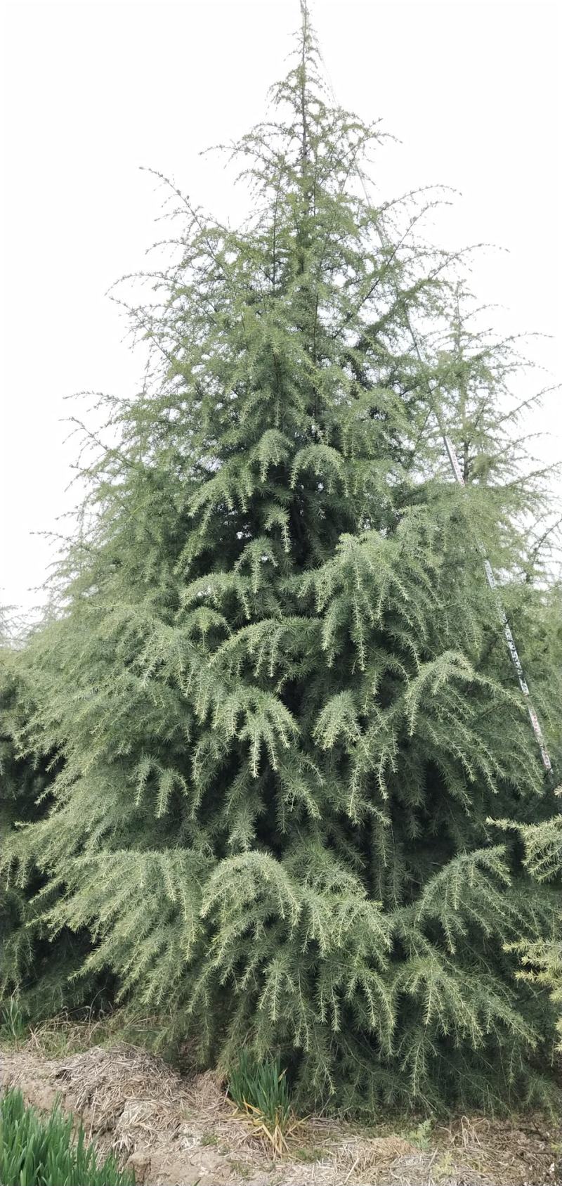 松树陕西雪松，八到十米，规格齐全，现挖现卖，保证质量