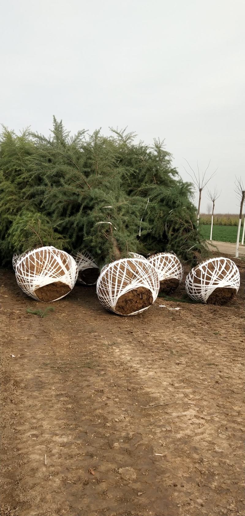 松树陕西雪松，八到十米，规格齐全，现挖现卖，保证质量