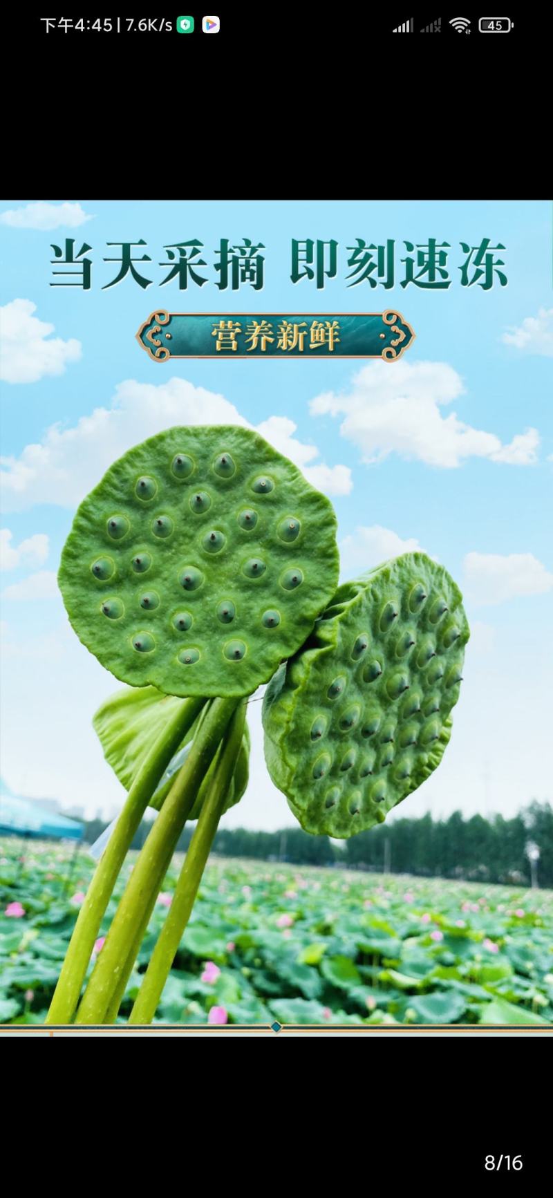 自产自销，大量供应新鲜水果莲蓬，麻莲蓬，价格实惠，