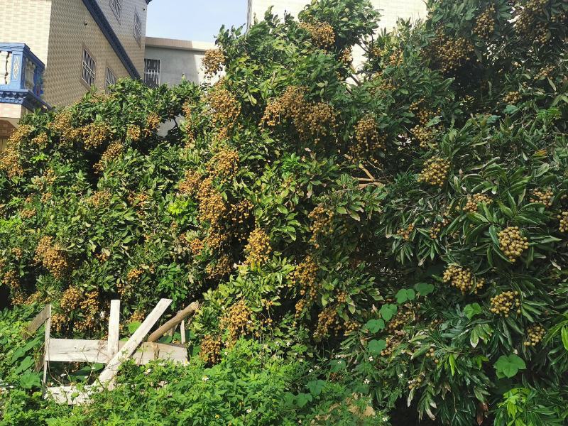 福建龙眼大量上市，诚信代办，电商代发，
