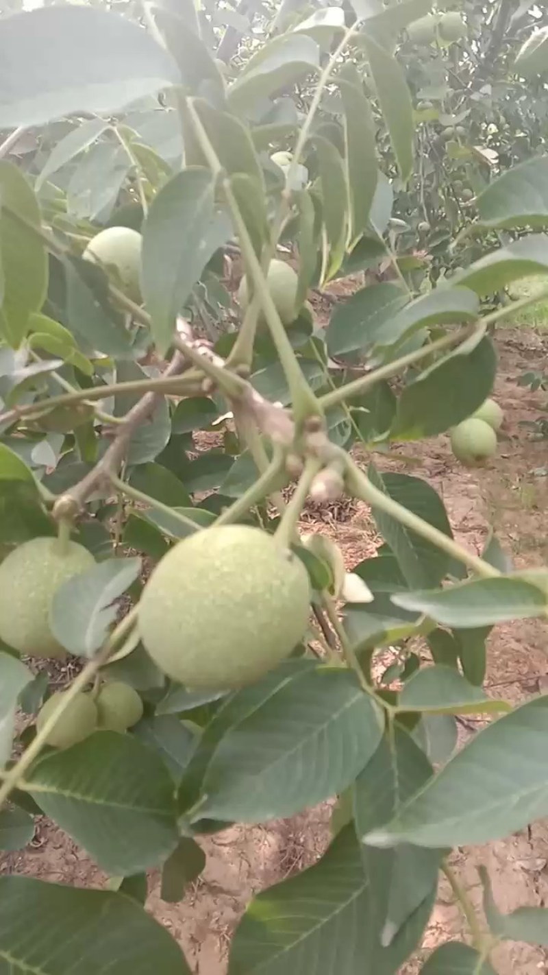 赞皇县青皮核桃以大量上市有需要的老板和我联系。