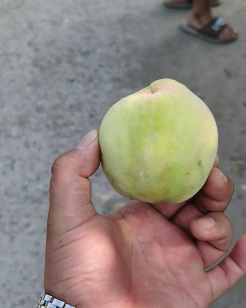 罐头桃