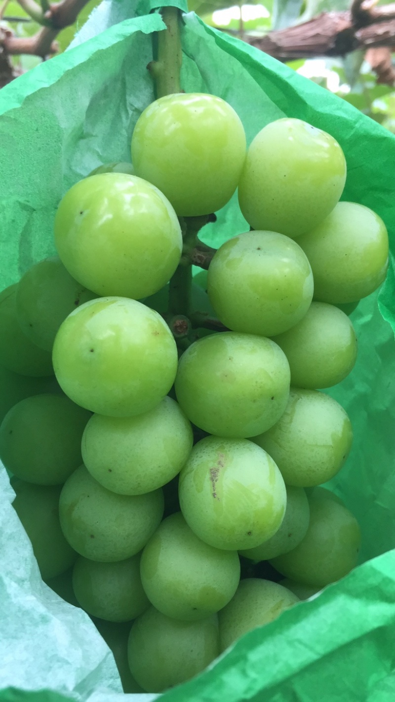 阳光玫瑰