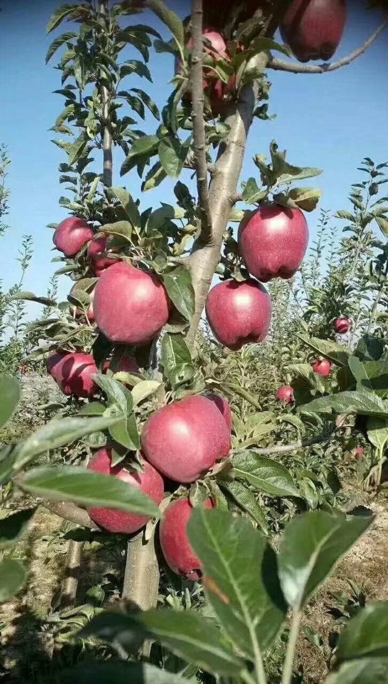 正宗甘肃礼县花牛苹果，果园视频看货，现摘现发高品质一首货