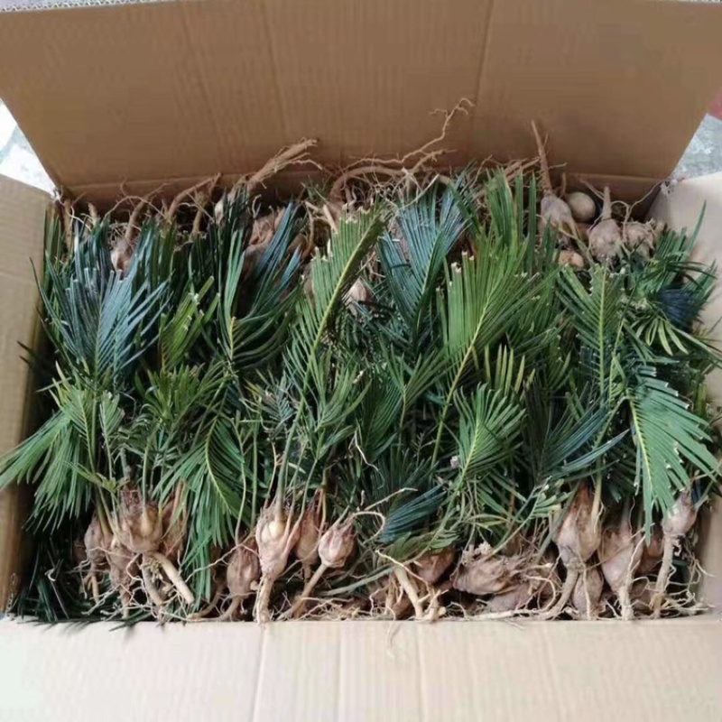 苏铁苏铁工程苗铁树铁树批发