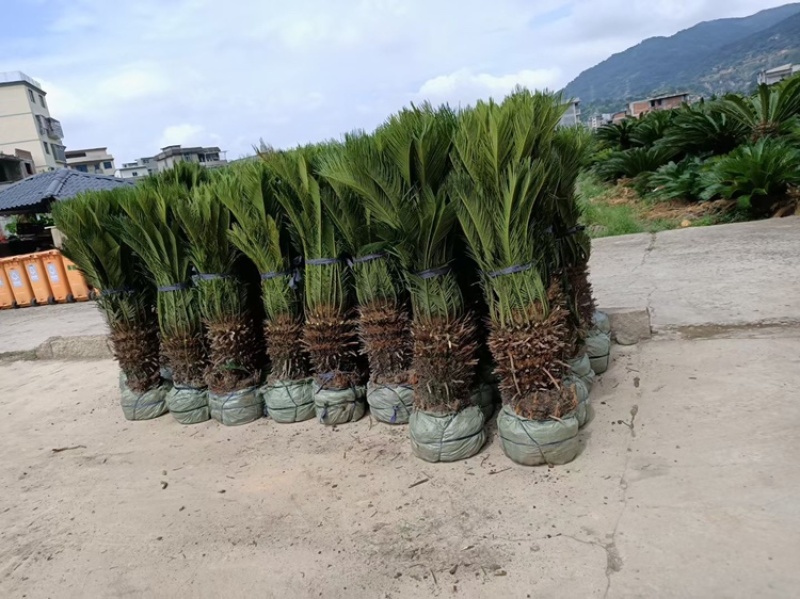 苏铁苏铁工程苗铁树铁树批发