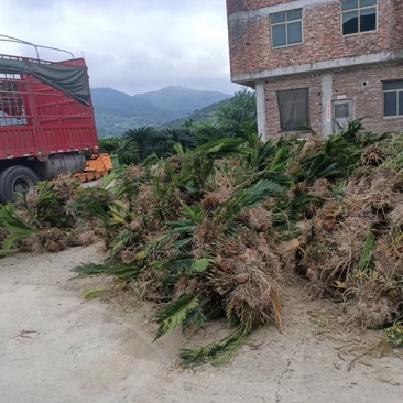 苏铁苏铁工程苗铁树铁树批发