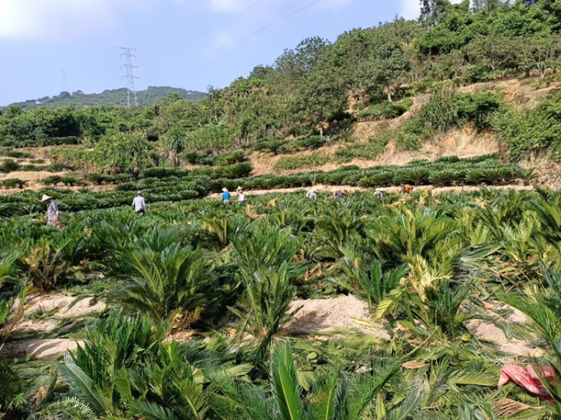 苏铁苏铁工程苗铁树铁树批发