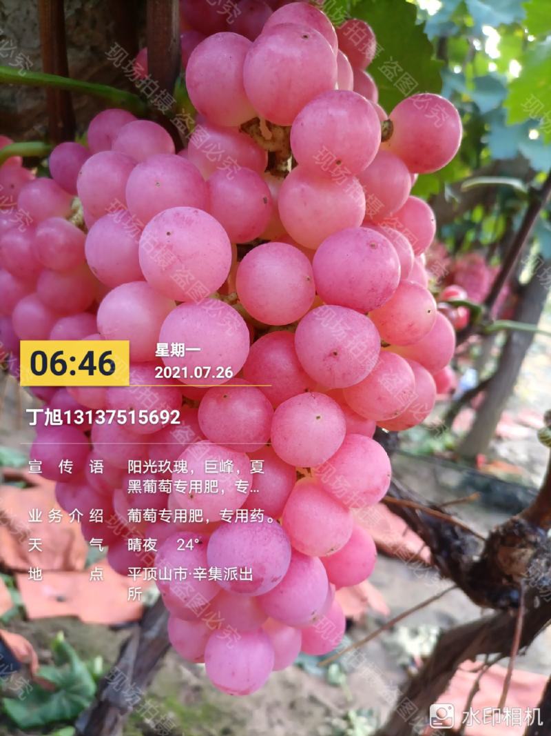 鲁山，万亩水晶红葡萄
