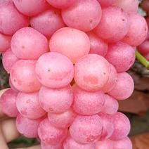 鲁山，万亩水晶红葡萄