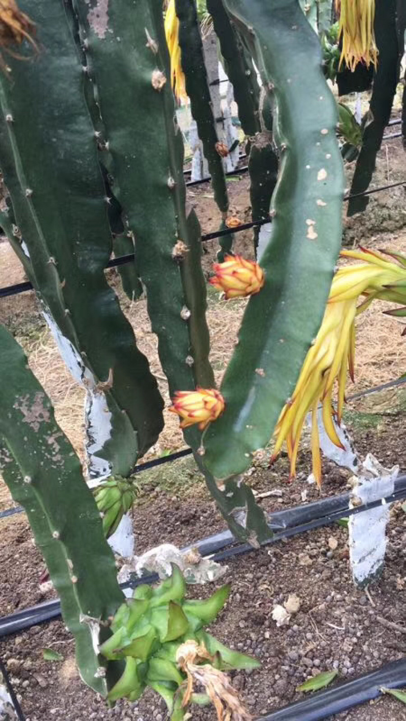 自家果园的新鲜火龙果出售现摘现卖保证新鲜口感好