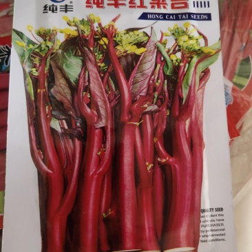 纯丰红菜苔，早中熟，优良品种，红菜苔品种之一，