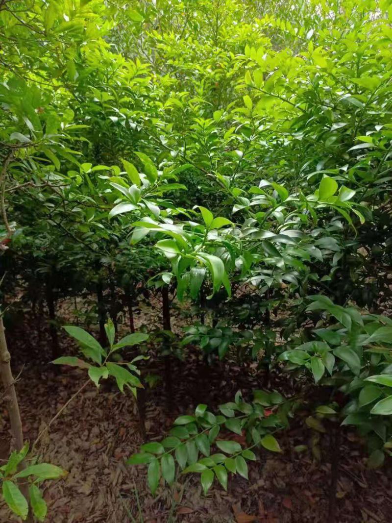 竹柏/竹柏种苗/苗木种苗/柏树苗/竹柏苗/竹柏原生态树苗