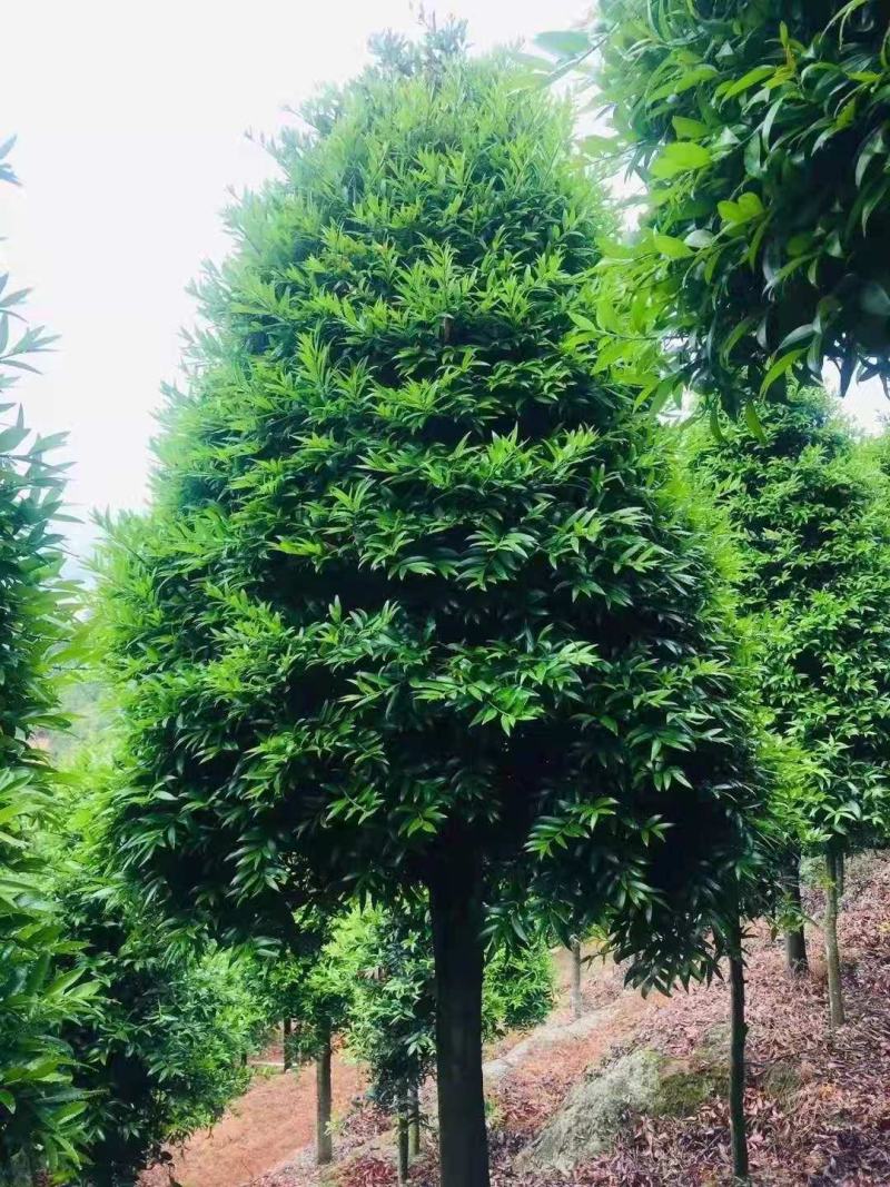 竹柏/竹柏种苗/苗木种苗/柏树苗/竹柏苗/竹柏原生态树苗