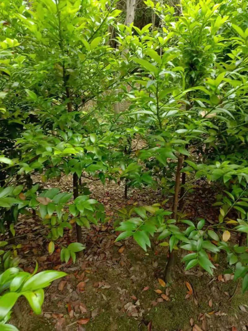 竹柏/竹柏种苗/苗木种苗/柏树苗/竹柏苗/竹柏原生态树苗