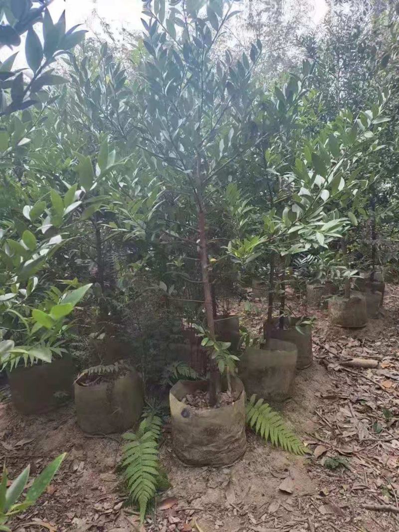 竹柏/竹柏种苗/苗木种苗/柏树苗/竹柏苗/竹柏原生态树苗