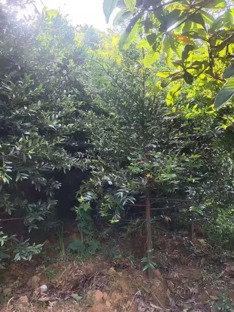 竹柏/竹柏种苗/苗木种苗/柏树苗/竹柏苗/竹柏原生态树苗