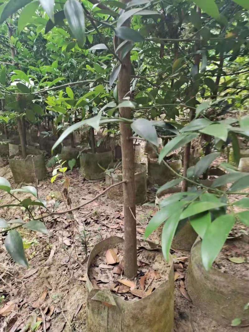 竹柏/竹柏种苗/苗木种苗/柏树苗/竹柏苗/竹柏原生态树苗
