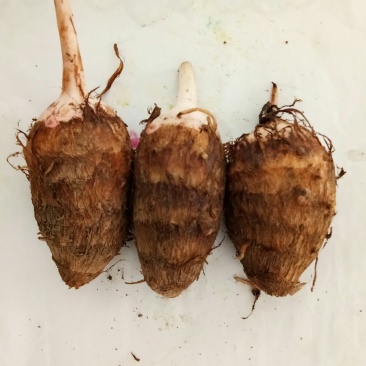芋头（新鲜红嘴芋头现货供应）