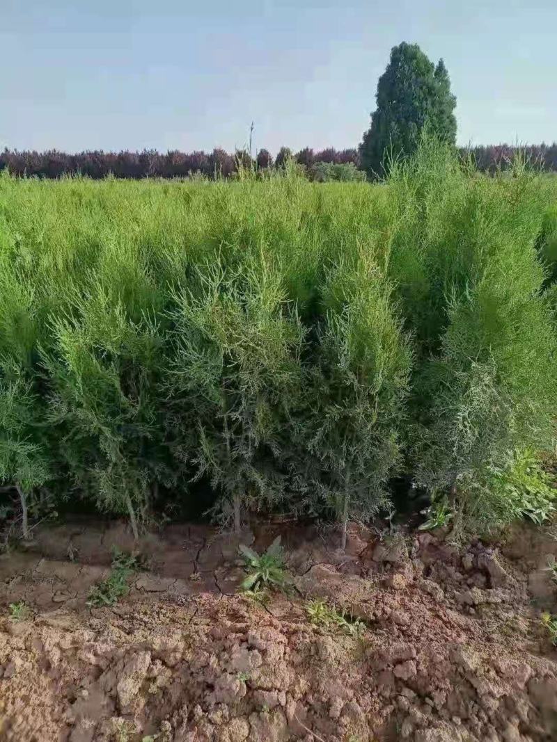 （基地直发）侧柏塔柏绿化苗木柏树柏树苗