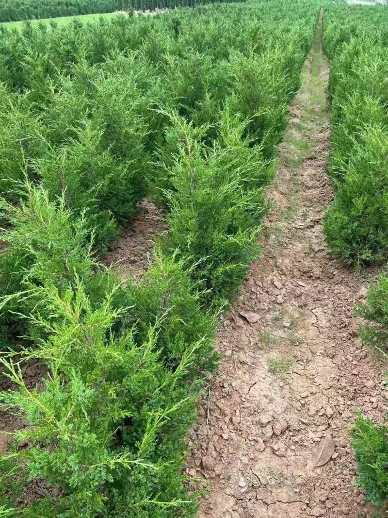 （基地直发）侧柏塔柏绿化苗木柏树柏树苗