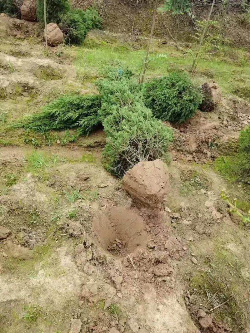 （基地直发）侧柏塔柏绿化苗木柏树柏树苗