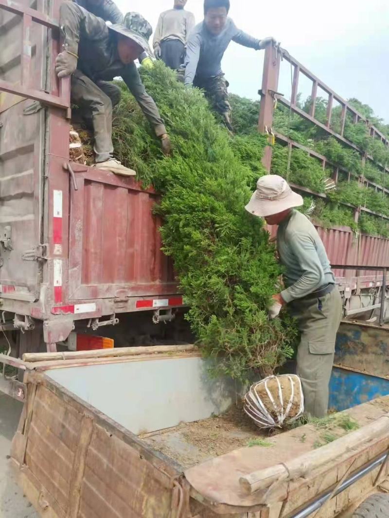 （基地直发）侧柏塔柏绿化苗木柏树柏树苗