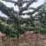 自家樱桃园5年俄罗斯八号、美国一号、美早樱桃树出售