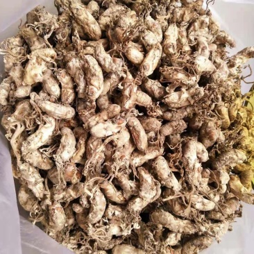 优质金蝉花南方虫草药食两用虫草花冬虫夏草品质保证