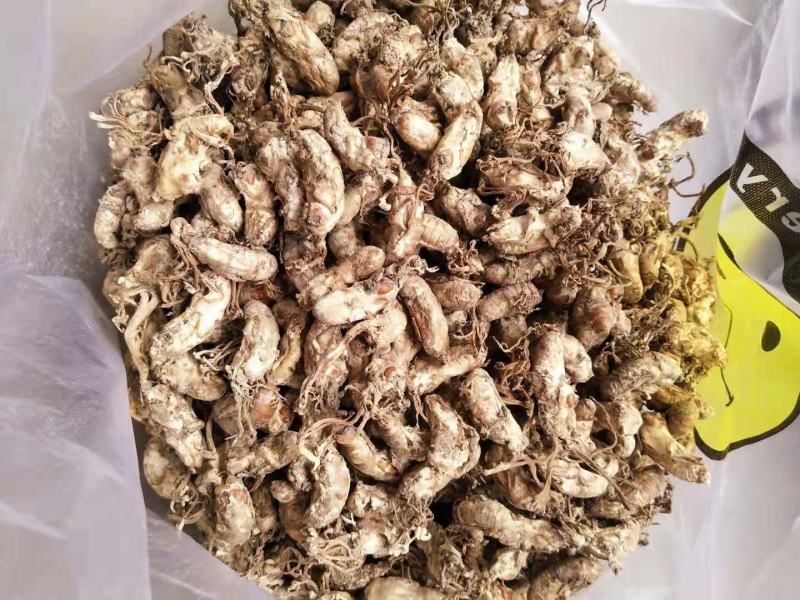 优质金蝉花南方虫草药食两用虫草花冬虫夏草品质保证