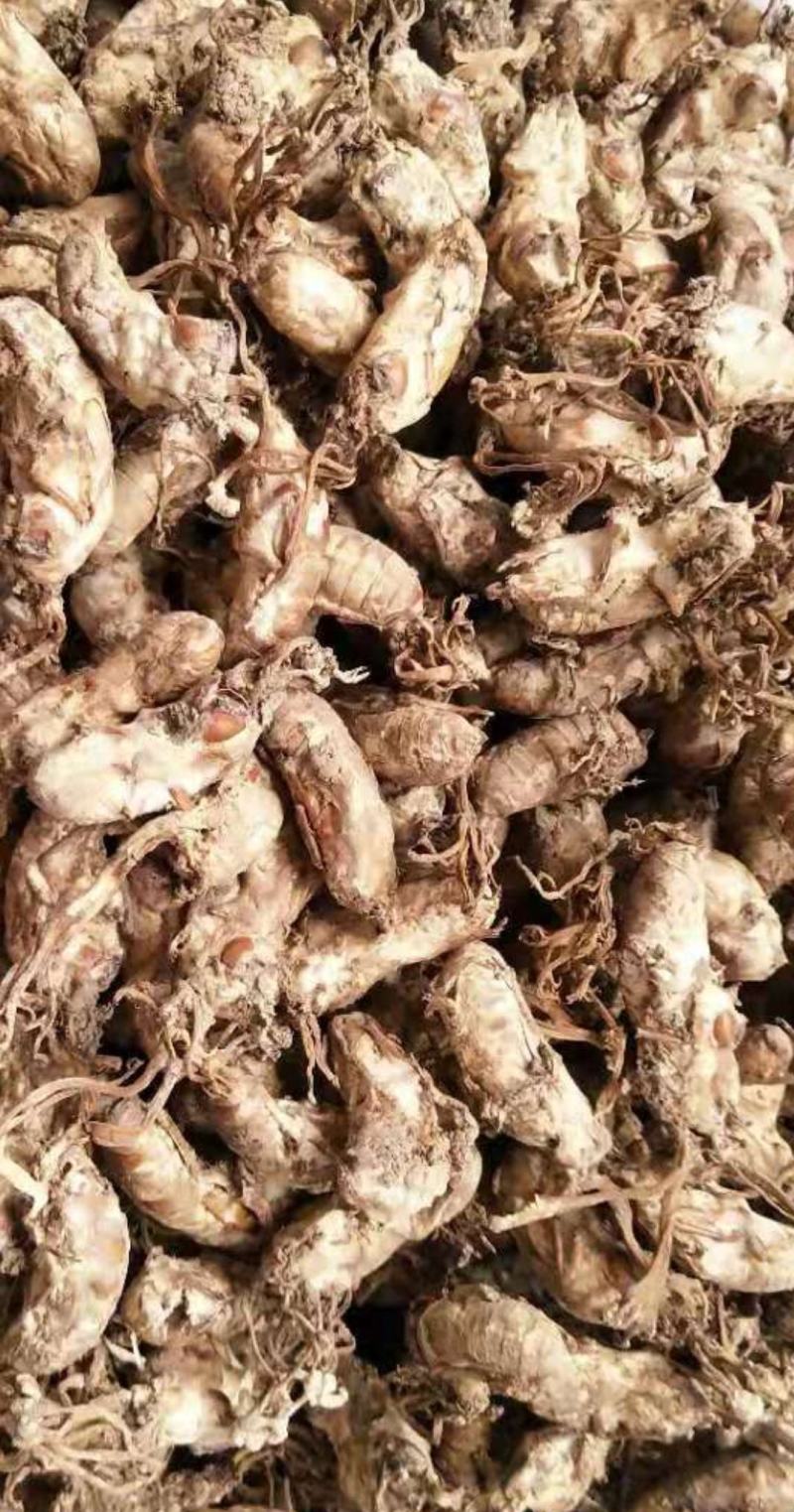 优质金蝉花南方虫草药食两用虫草花冬虫夏草品质保证