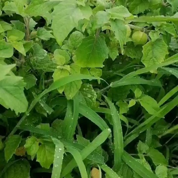 代收大安黄菇茑/提供库房灯笼果/黄菇茑/批发/零售/