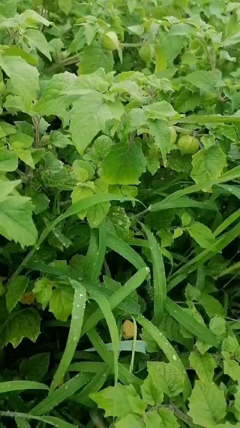 代收大安黄菇茑/提供库房灯笼果/黄菇茑/批发/零售/