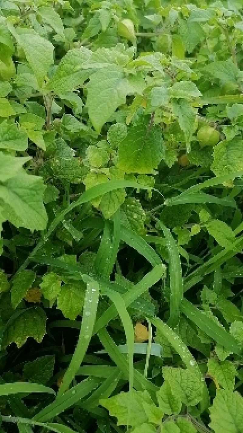 代收大安黄菇茑/提供库房灯笼果/黄菇茑/批发/零售/