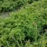 代收大安黄菇茑/提供库房灯笼果/黄菇茑/批发/零售/