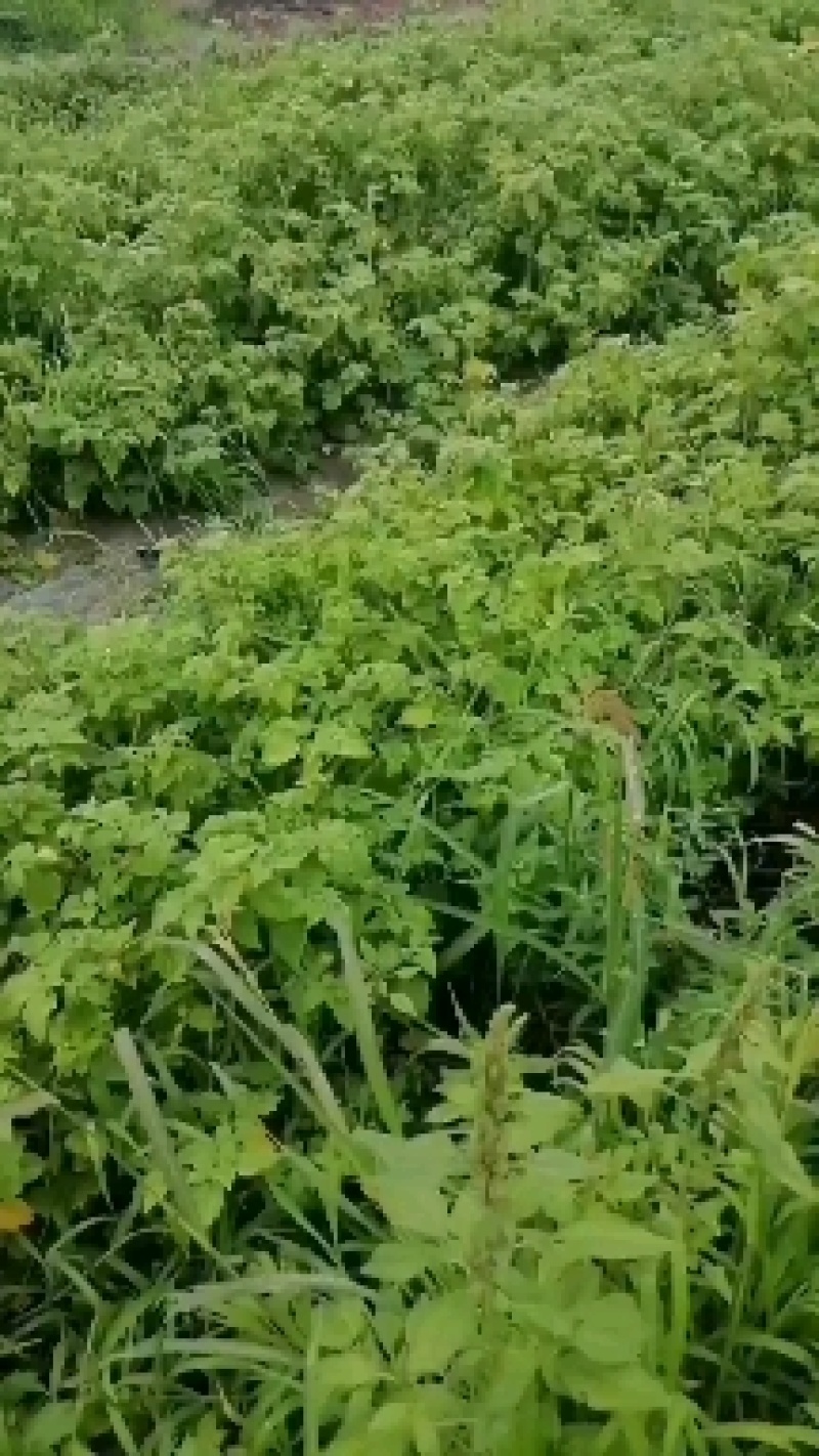 代收大安黄菇茑/提供库房灯笼果/黄菇茑/批发/零售/