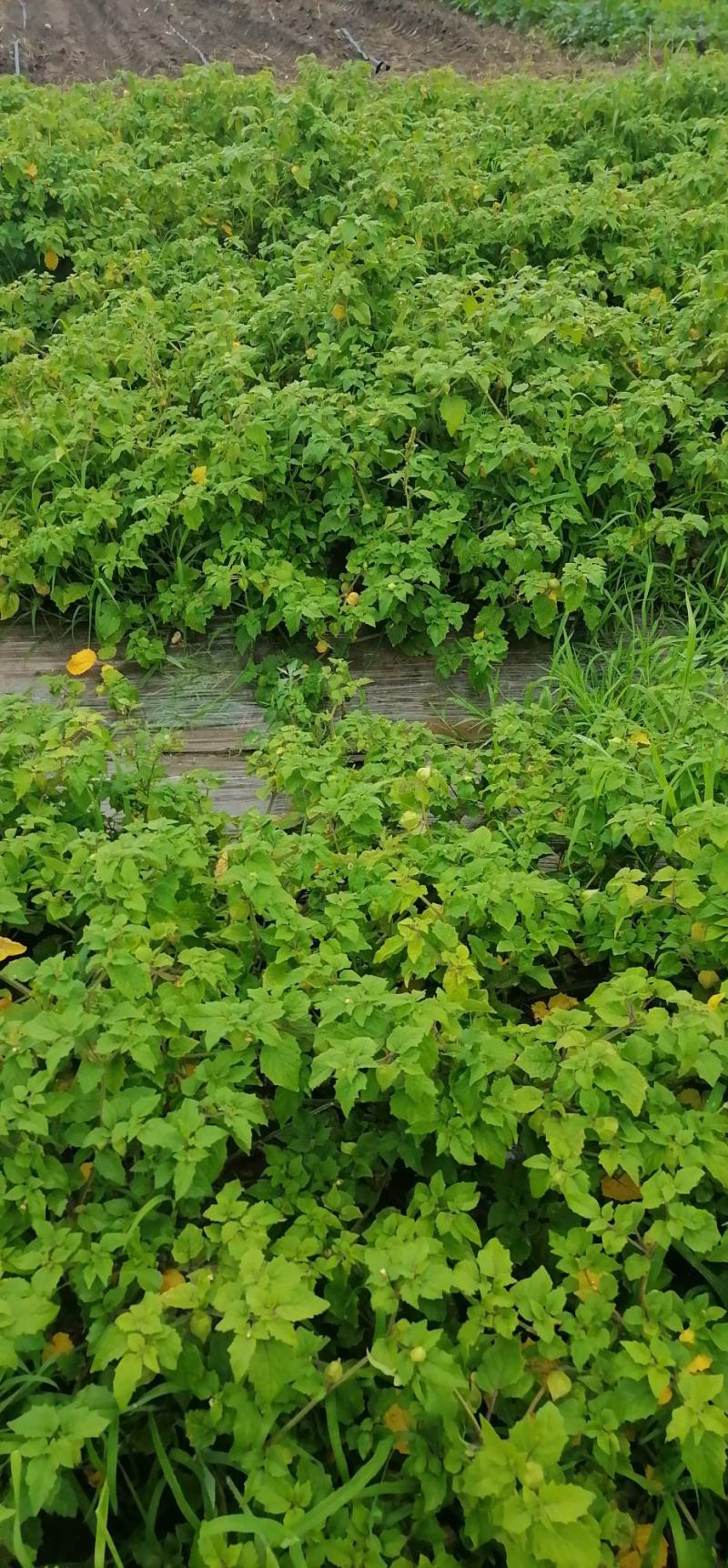 代收大安黄菇茑/提供库房灯笼果/黄菇茑/批发/零售/