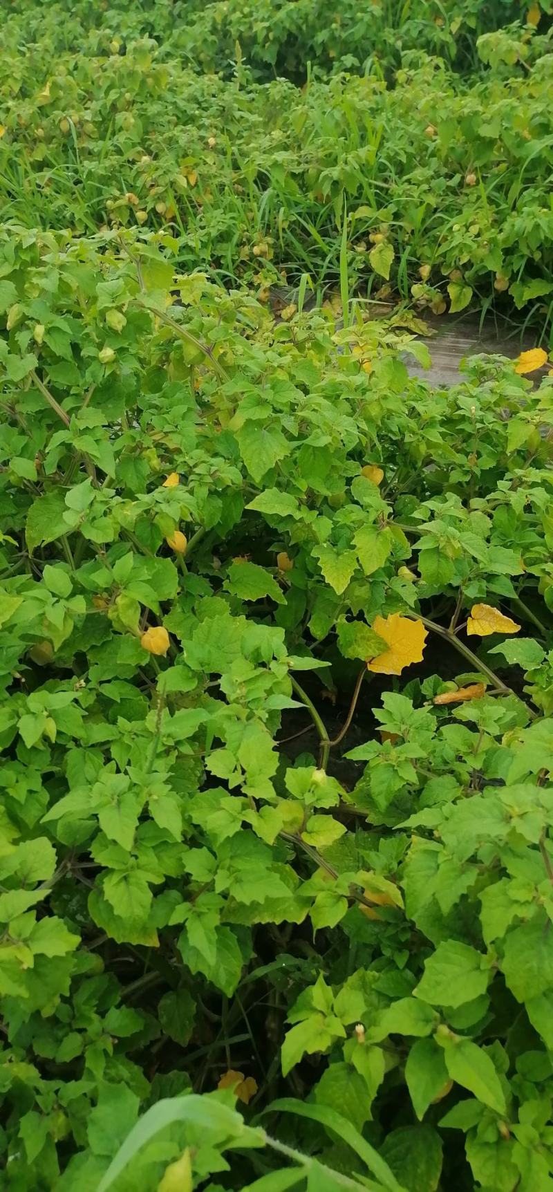 代收大安黄菇茑/提供库房灯笼果/黄菇茑/批发/零售/